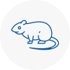 Rat Control Truro